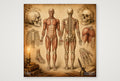 Historische Anatomie — 20×20cm, 8×8" Print only