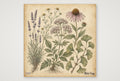 Heilpflanzen - Botanik — 20×20cm, 8×8" Print only